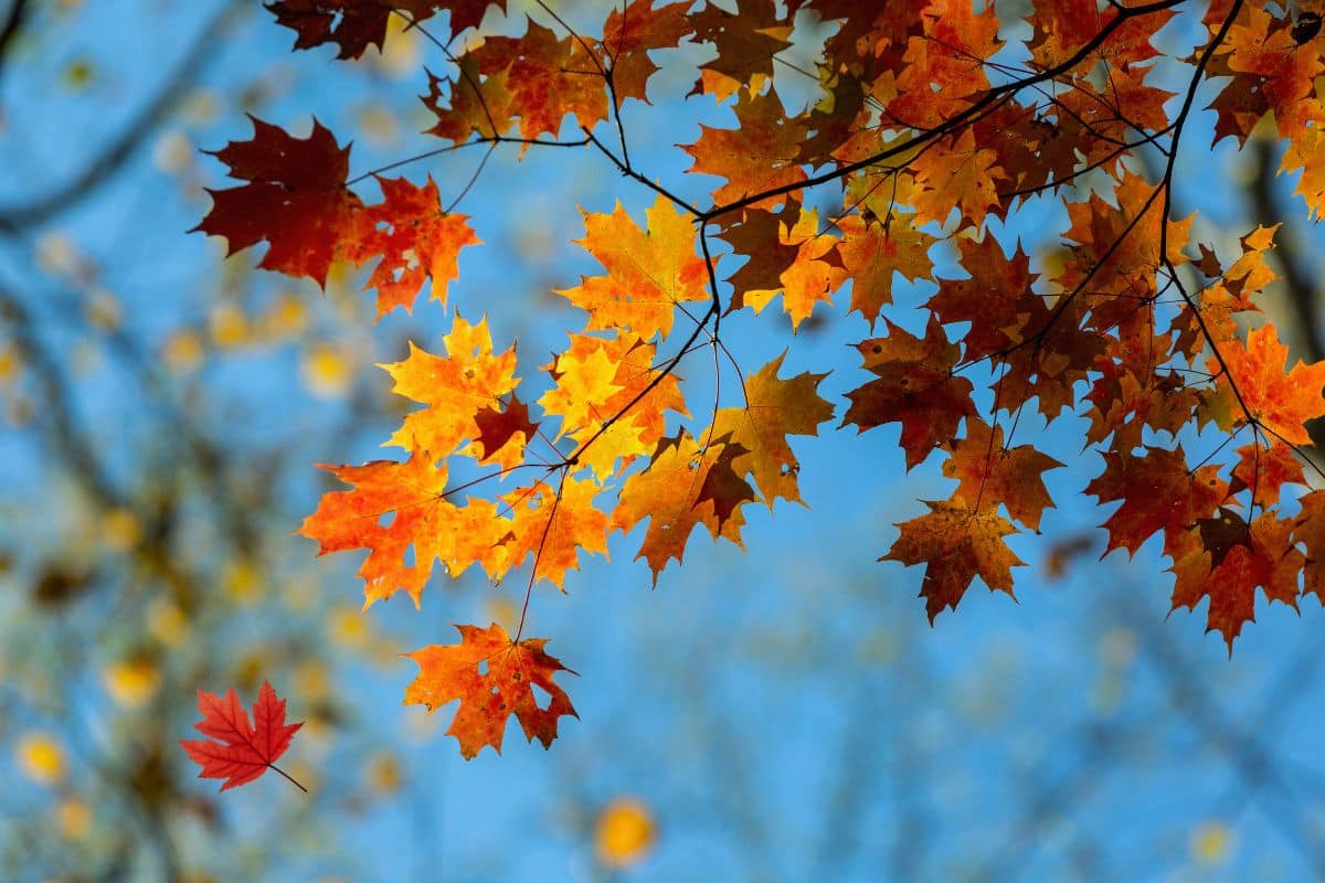 foliage autunno