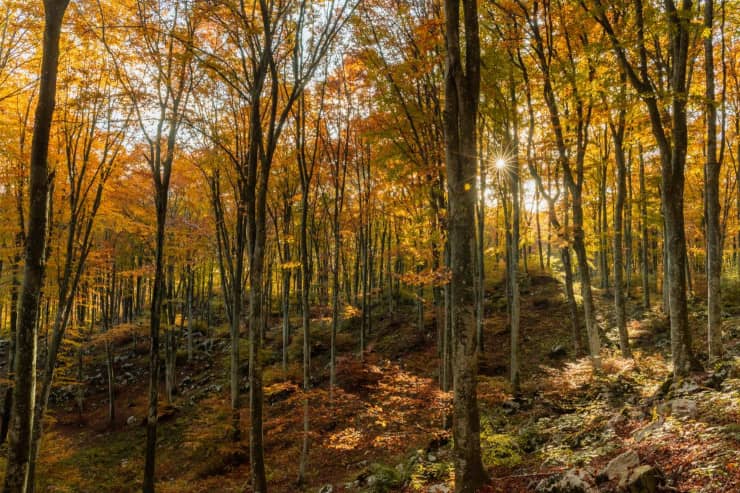 bosco del cansiglio, foliage