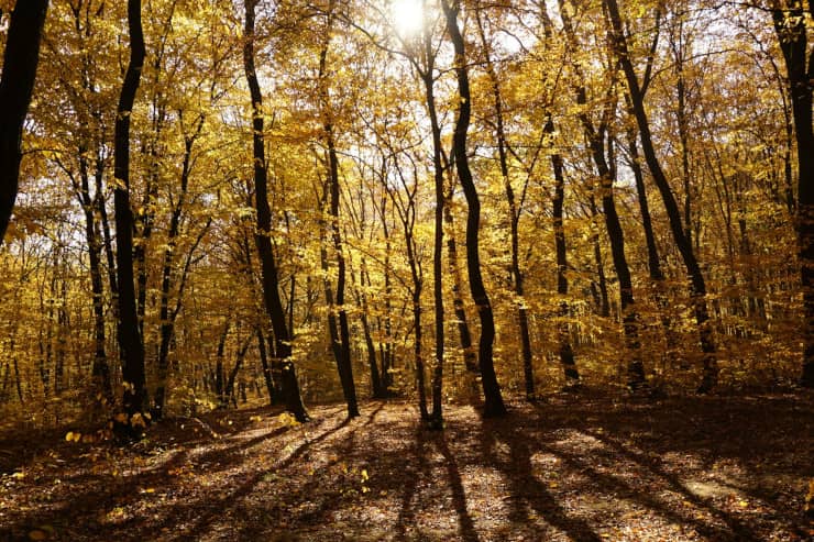 foresta hoia, transilvania, romania, autunno, foliage