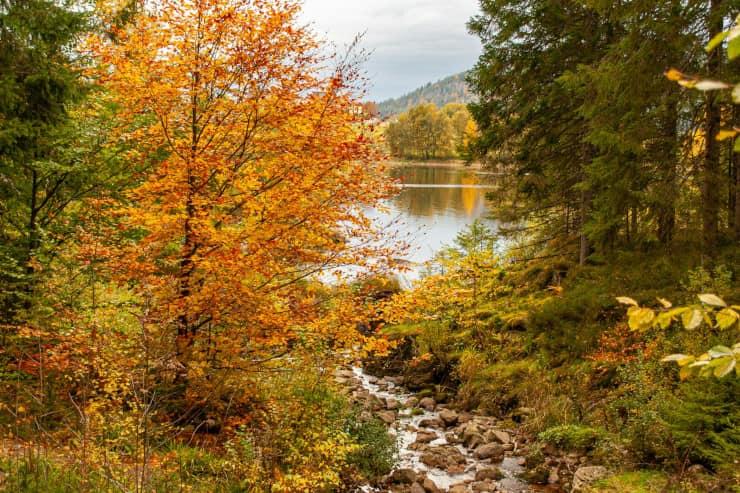 foresta nera, autunno foliage, bosco