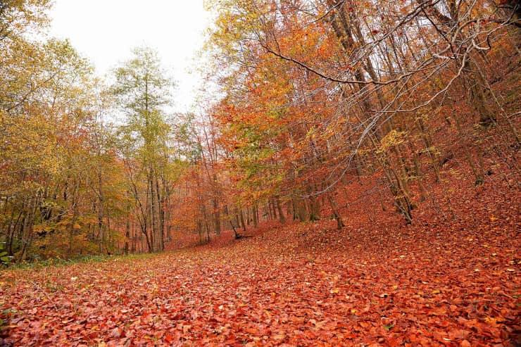 monte polveracchio, monti picentini, foliage