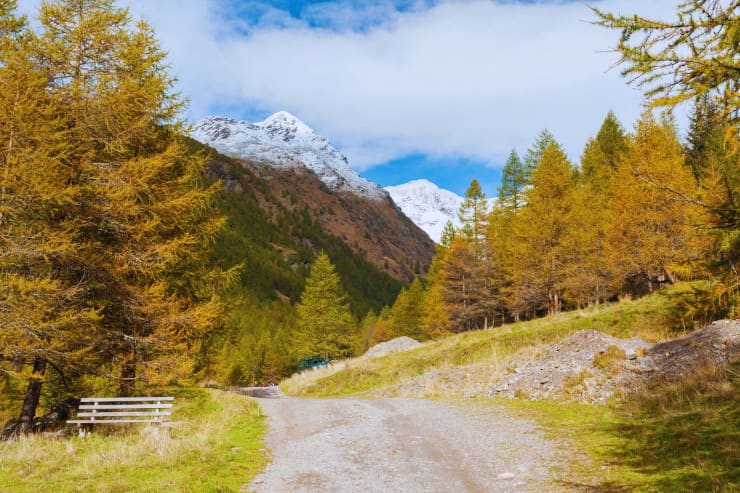 sobretta gavia, parco dello stelvio, foliage